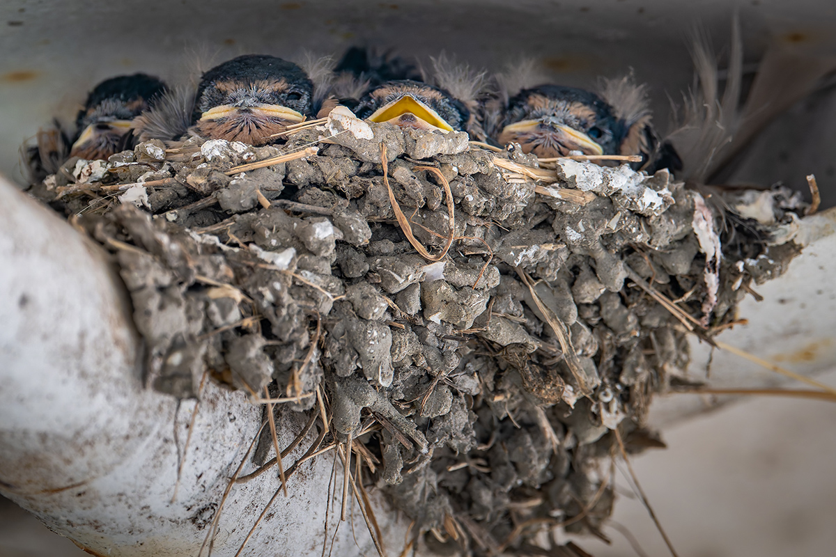 2025-06-12 08 Barn Swallow Chicks.jpg