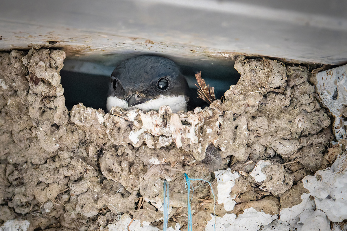 2025-06-12 09 Common House Martin Chick.jpg