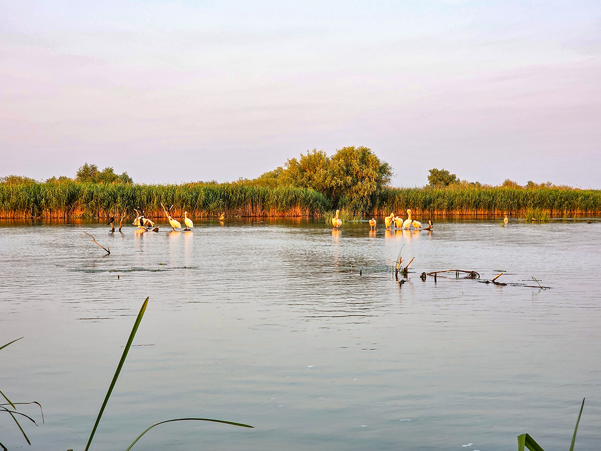 2025-06-12 32 Danube Delta.jpg