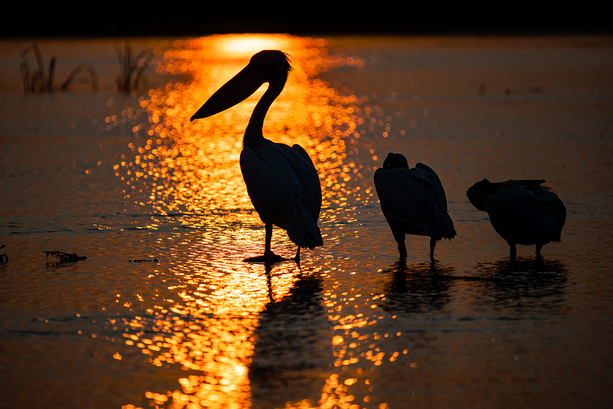 2025-06-12 60 Great White Pelicans at Sunset.jpg