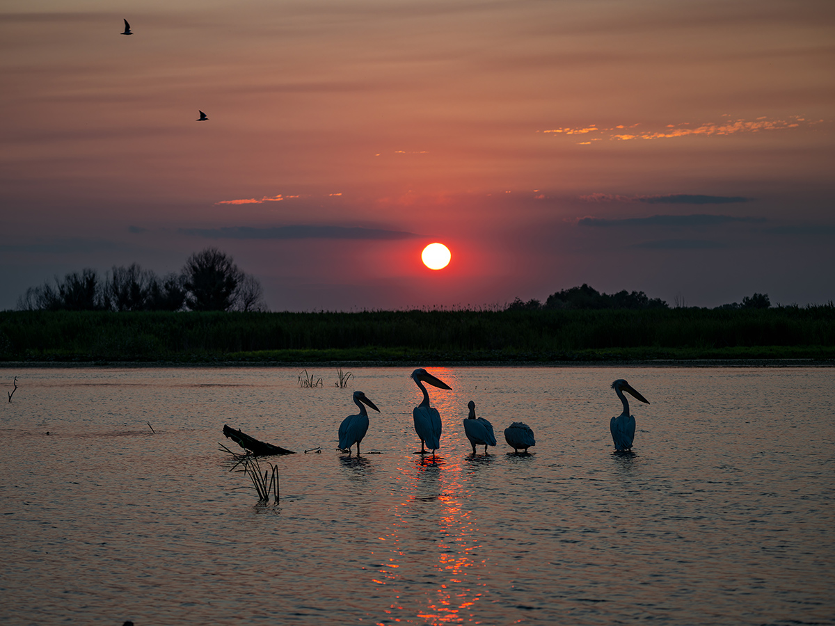2025-06-12 64 Great White Pelicans at Sunset.jpg