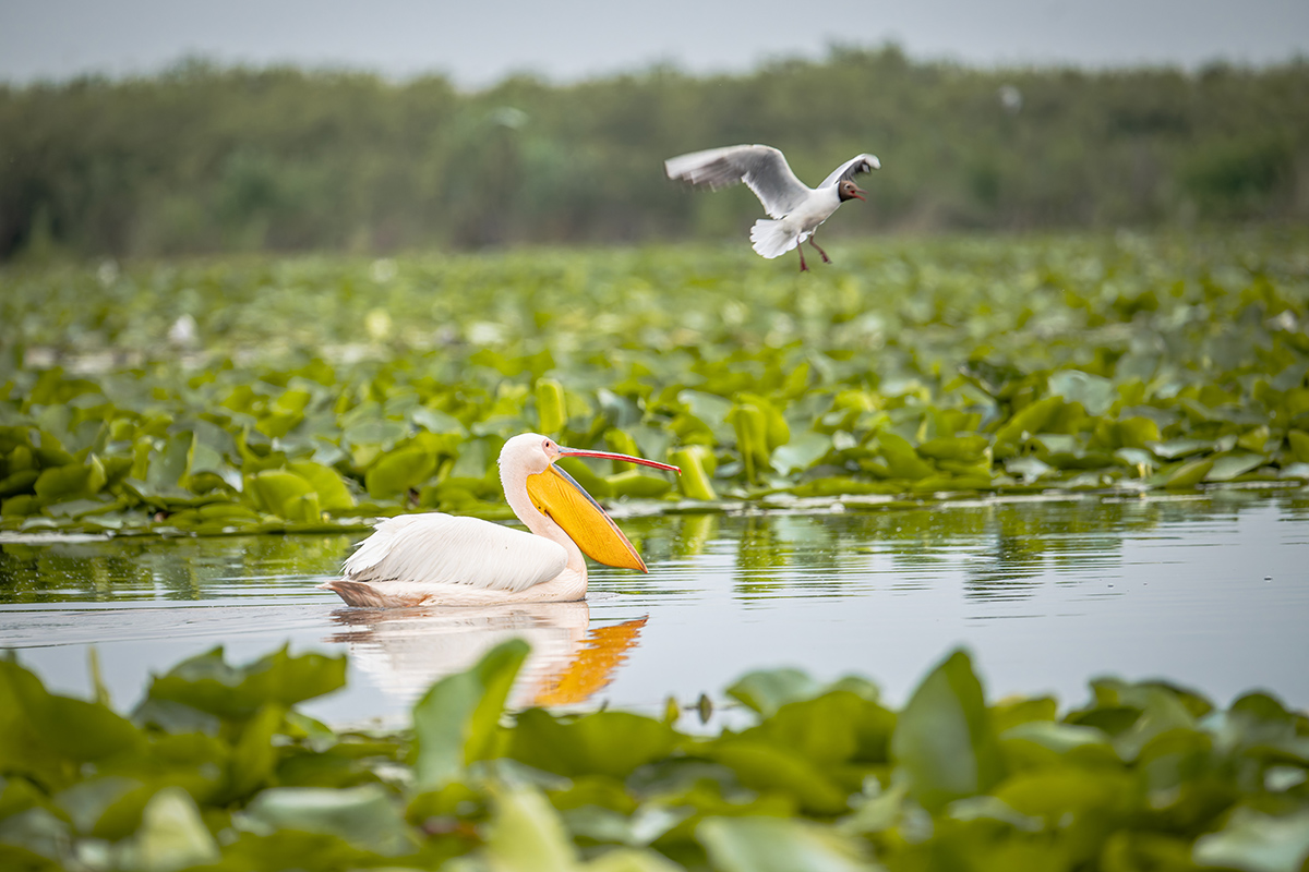 2025-06-13 039 Great White Pelican and Black-headed Gull in Flight.jpg