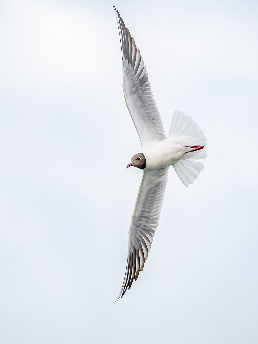2025-06-13 085 Black-headed Gull in Flight.jpg