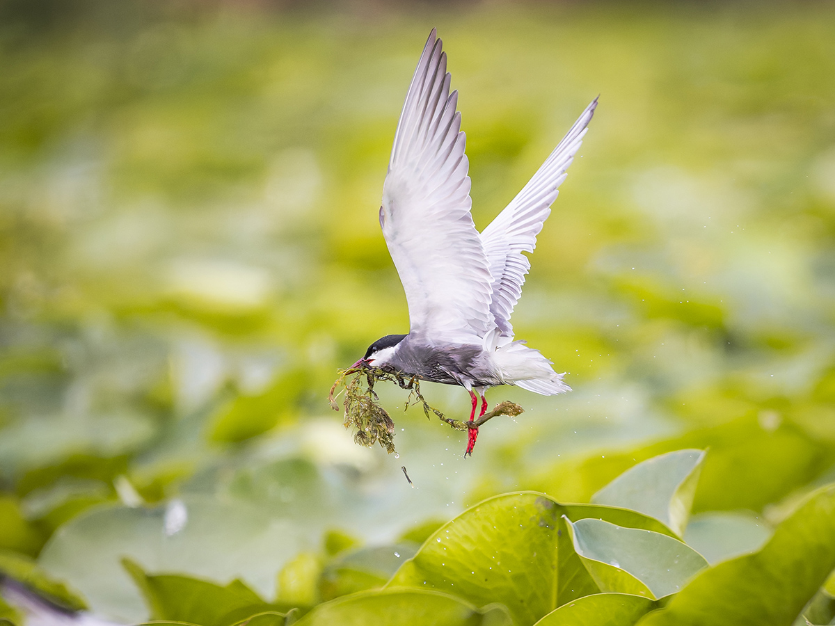 2025-06-13 088 Whiskered Tern in Flight.jpg