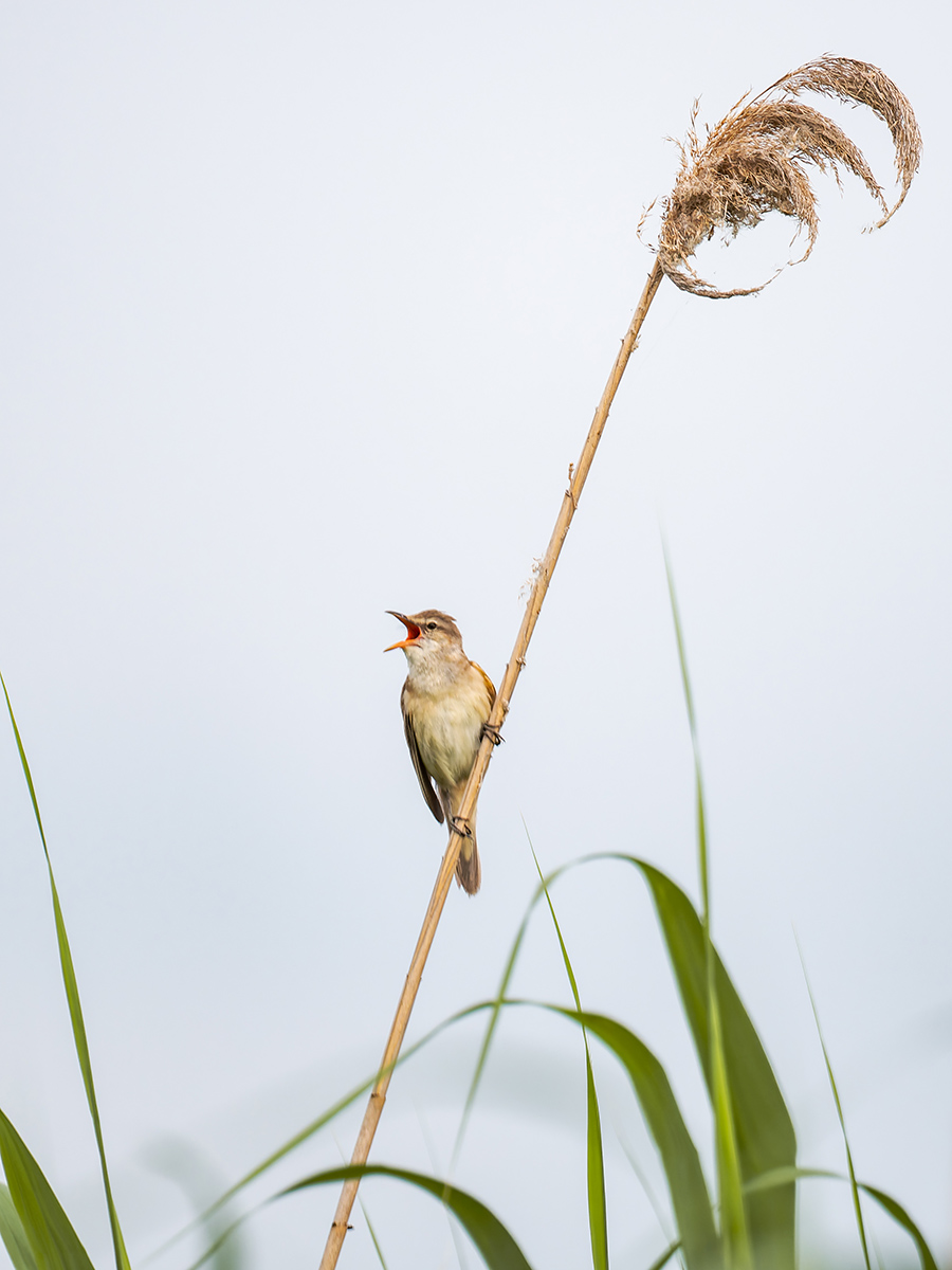 2025-06-13 095 Great Reed Warbler.jpg