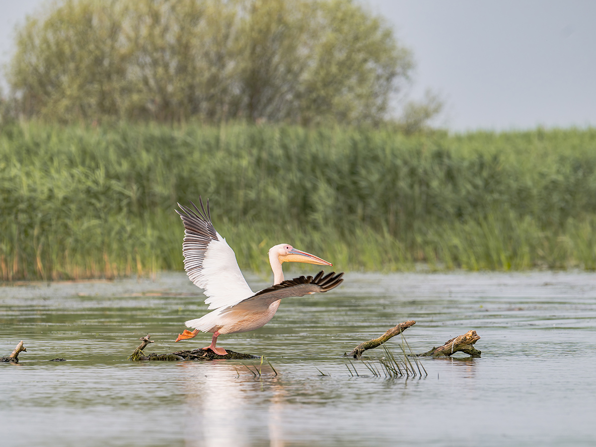 2025-06-13 117 Great White Pelican Taking Off.jpg