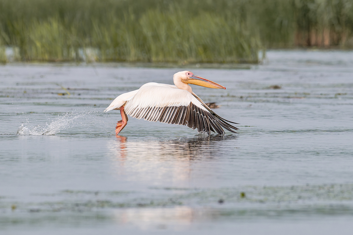 2025-06-13 118 Great White Pelican in Flight.jpg