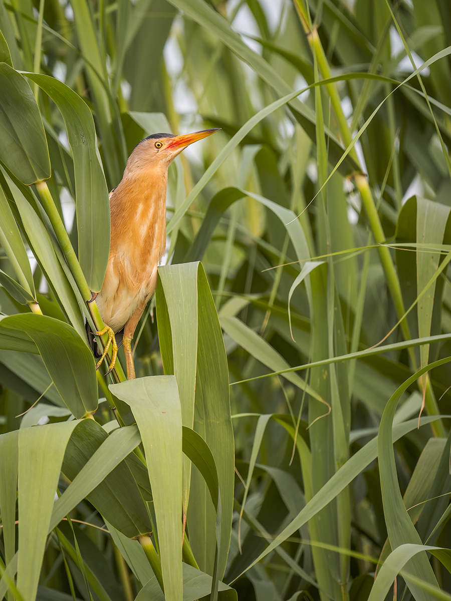 2025-06-13 119 Little Bittern.jpg