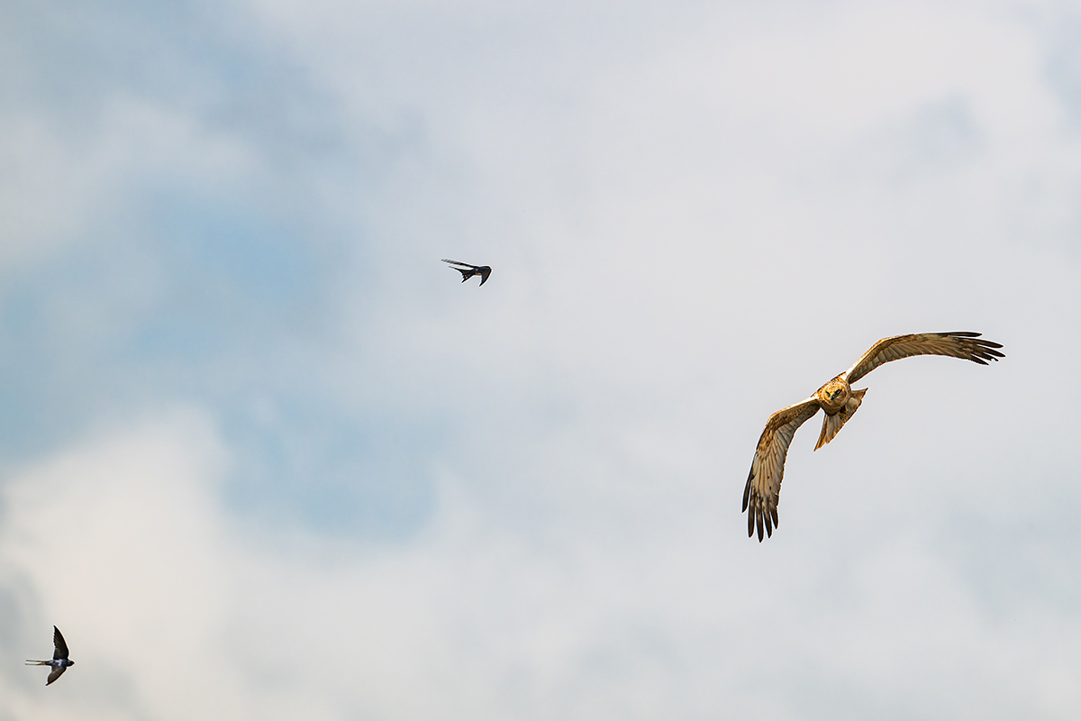 2025-06-13 125 Western Marsh-Harrier and Barn Swallows in Flight.jpg