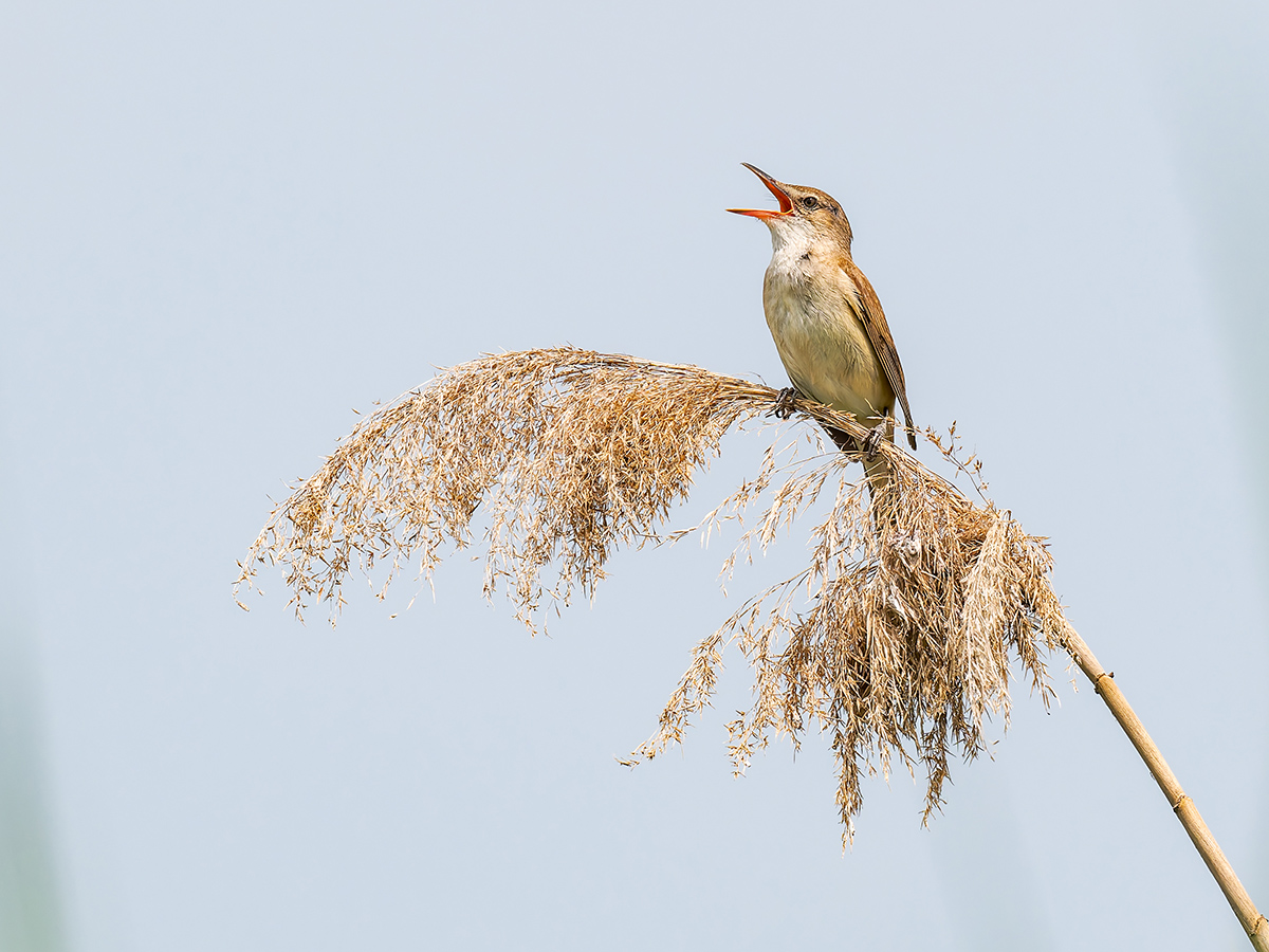 2025-06-13 172 Great Reed Warbler.jpg