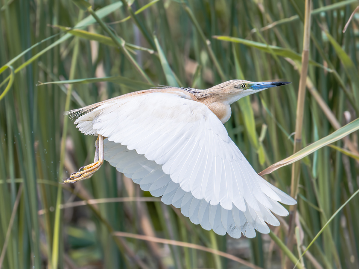 2025-06-13 176 Squacco Heron in Flight.jpg
