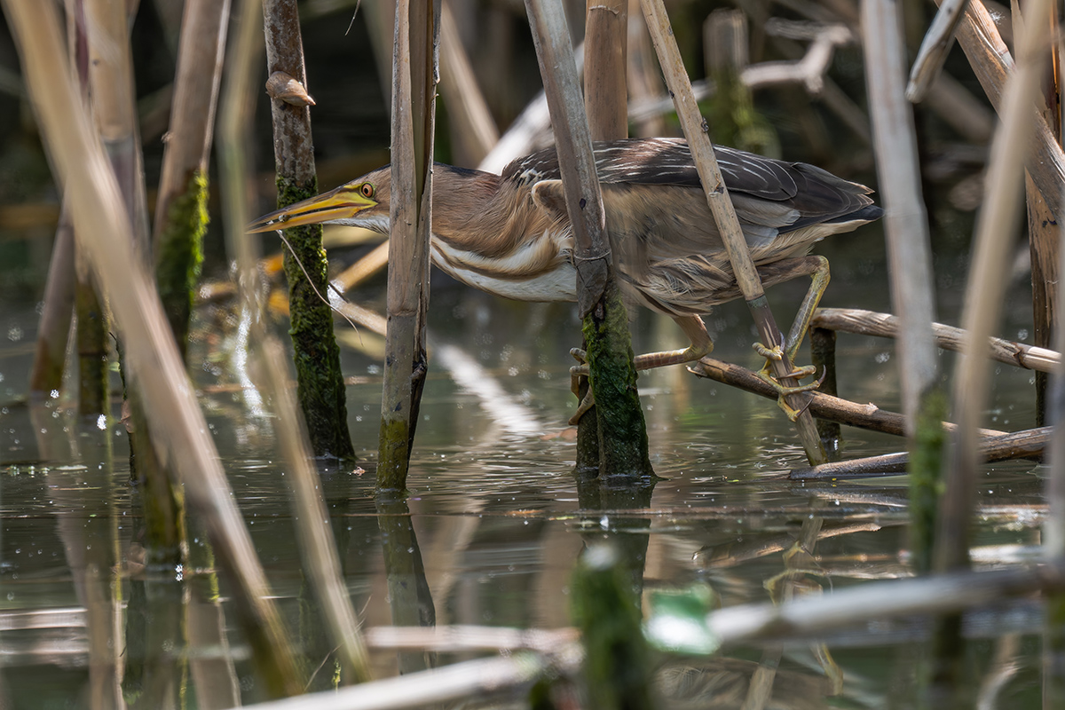 2025-06-13 185 Little Bittern.jpg
