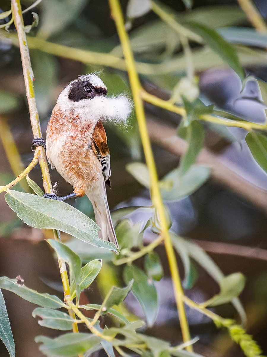 2025-06-13 201 Penduline Tit.jpg