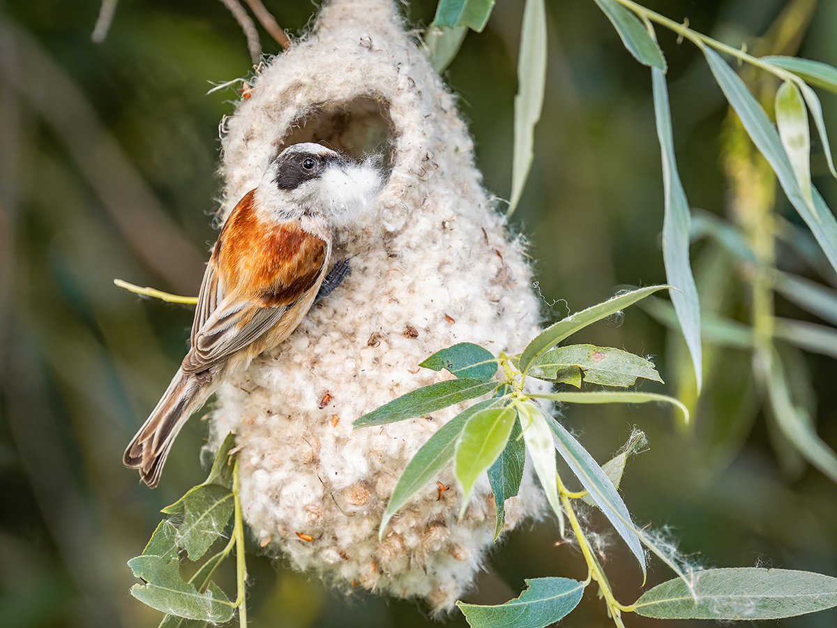 2025-06-13 202 Penduline Tit On Nest.jpg