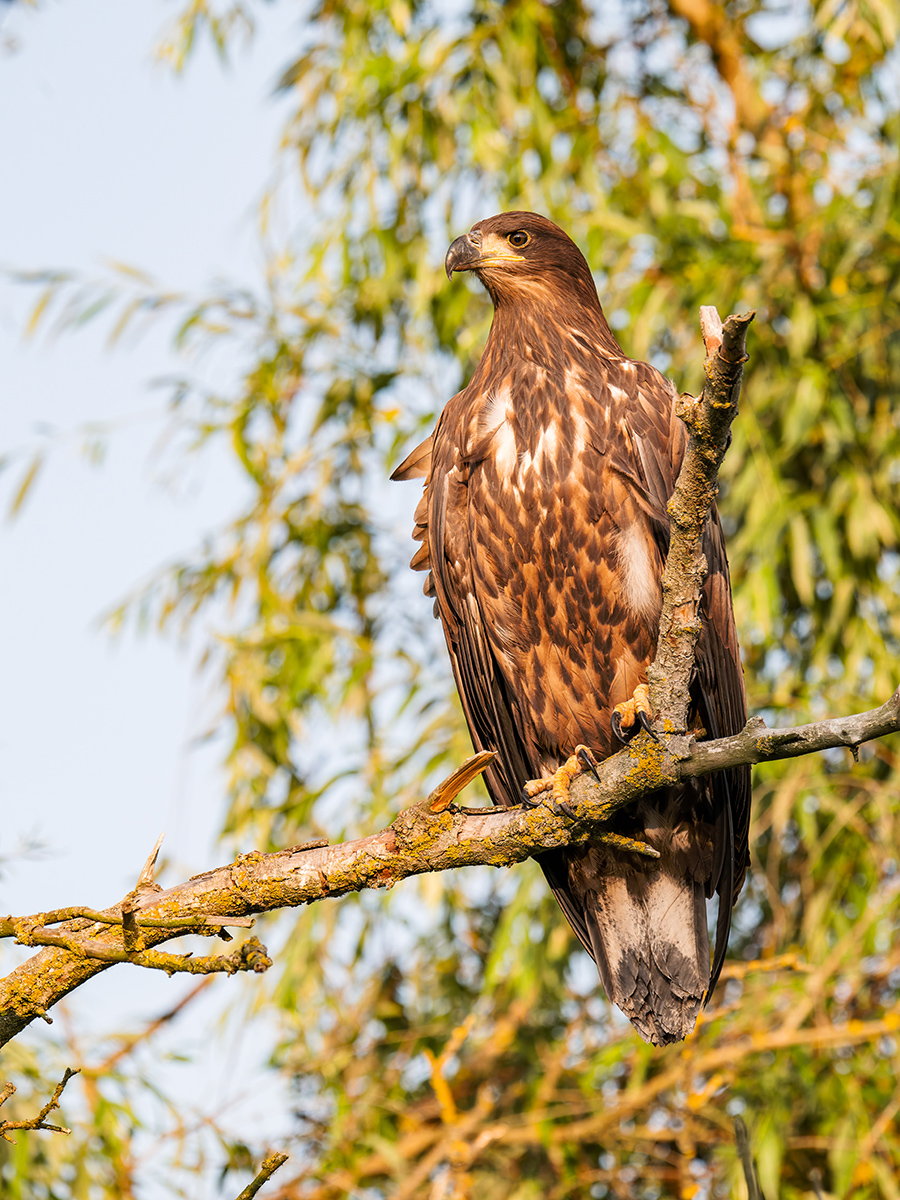 2025-06-13 211 White-tailed Eagle.jpg