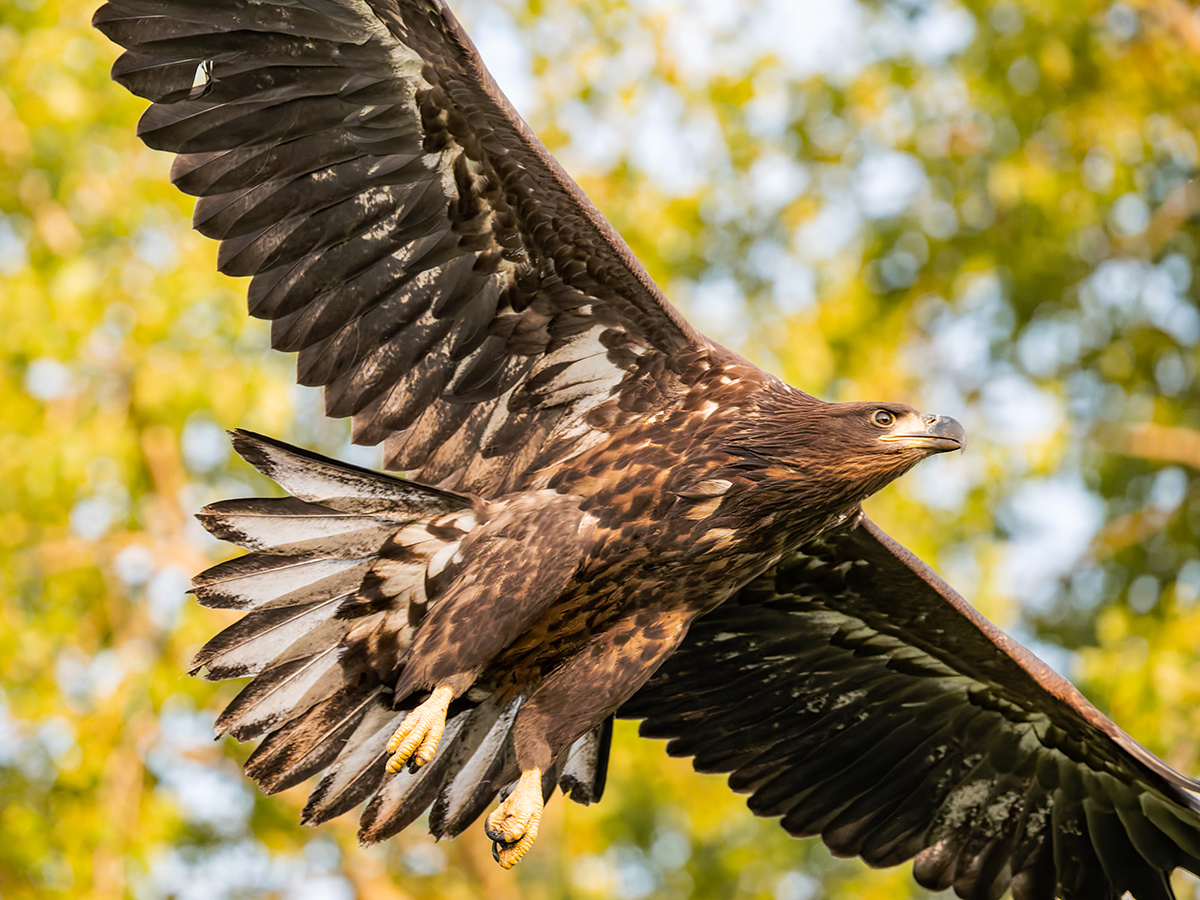 2025-06-13 217 White-tailed Eagle in Flight.jpg