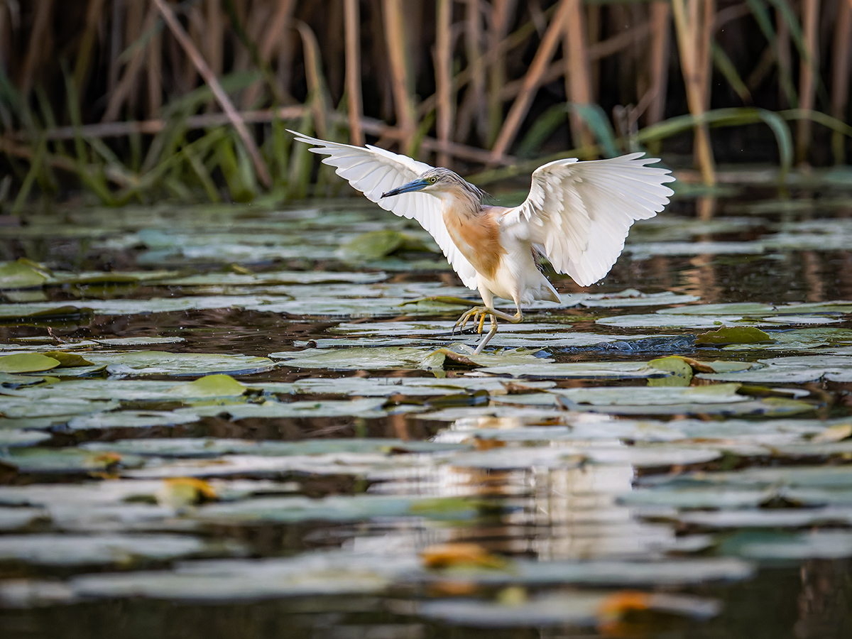 2025-06-13 227 Squacco Heron Landing.jpg