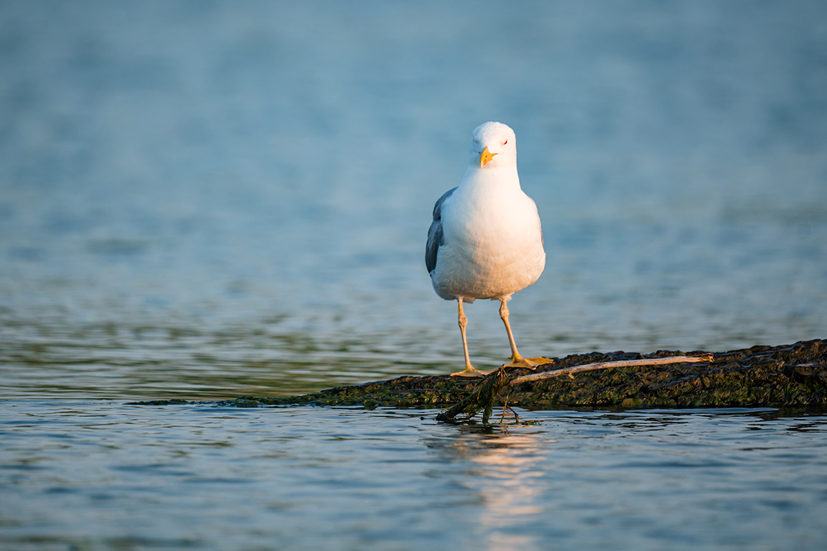 2025-06-13 229 Yellow-legged Gull.jpg