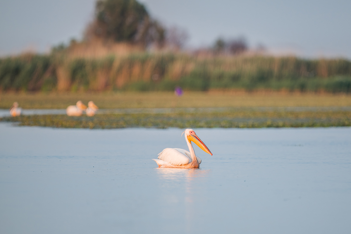 2025-06-13 231 Great White Pelican.jpg