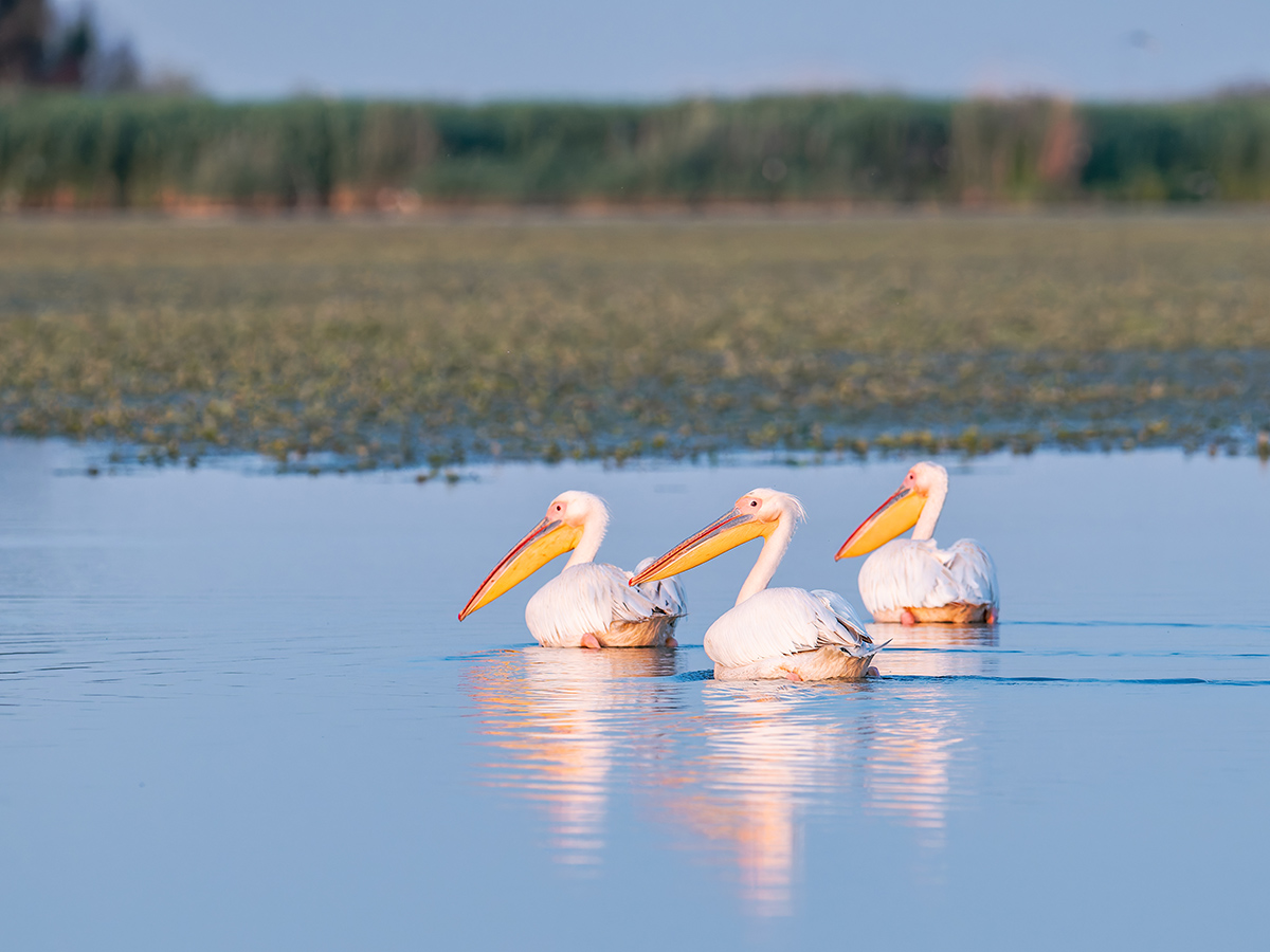 2025-06-13 234 Great White Pelicans.jpg