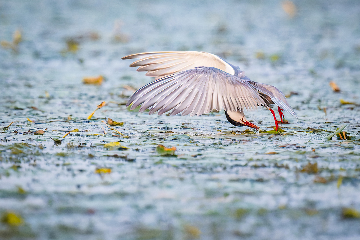 2025-06-13 240 Whiskered Tern in Flight.jpg