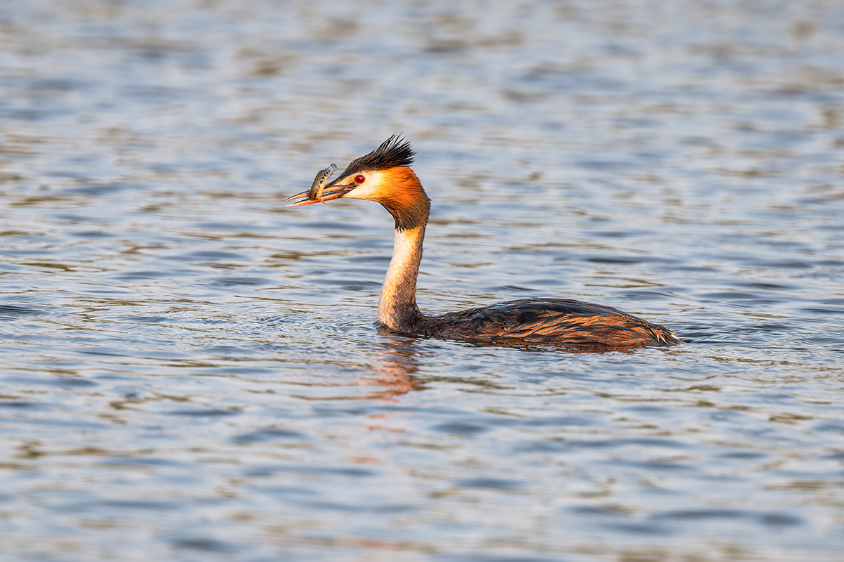2025-06-14 014 Great Crested Grebe with Fish.jpg