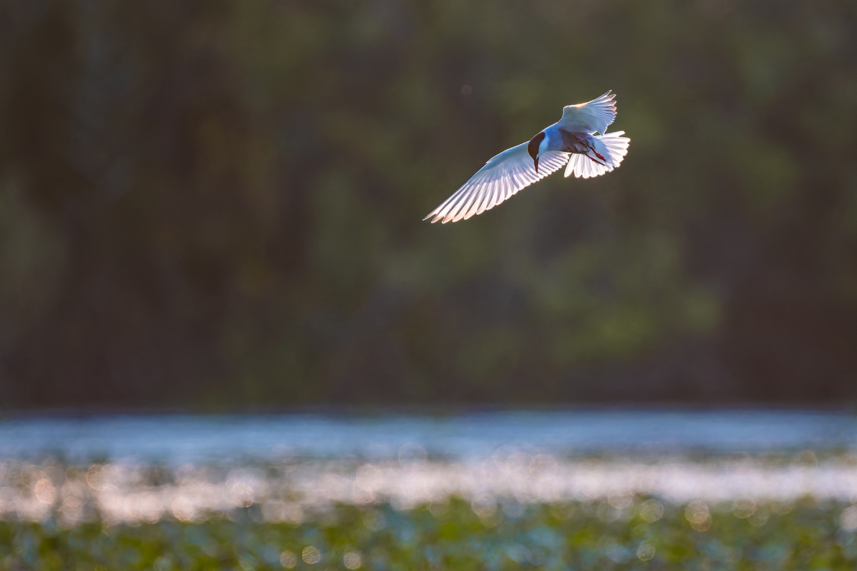 2025-06-14 019 Whiskered Tern in Flight.jpg