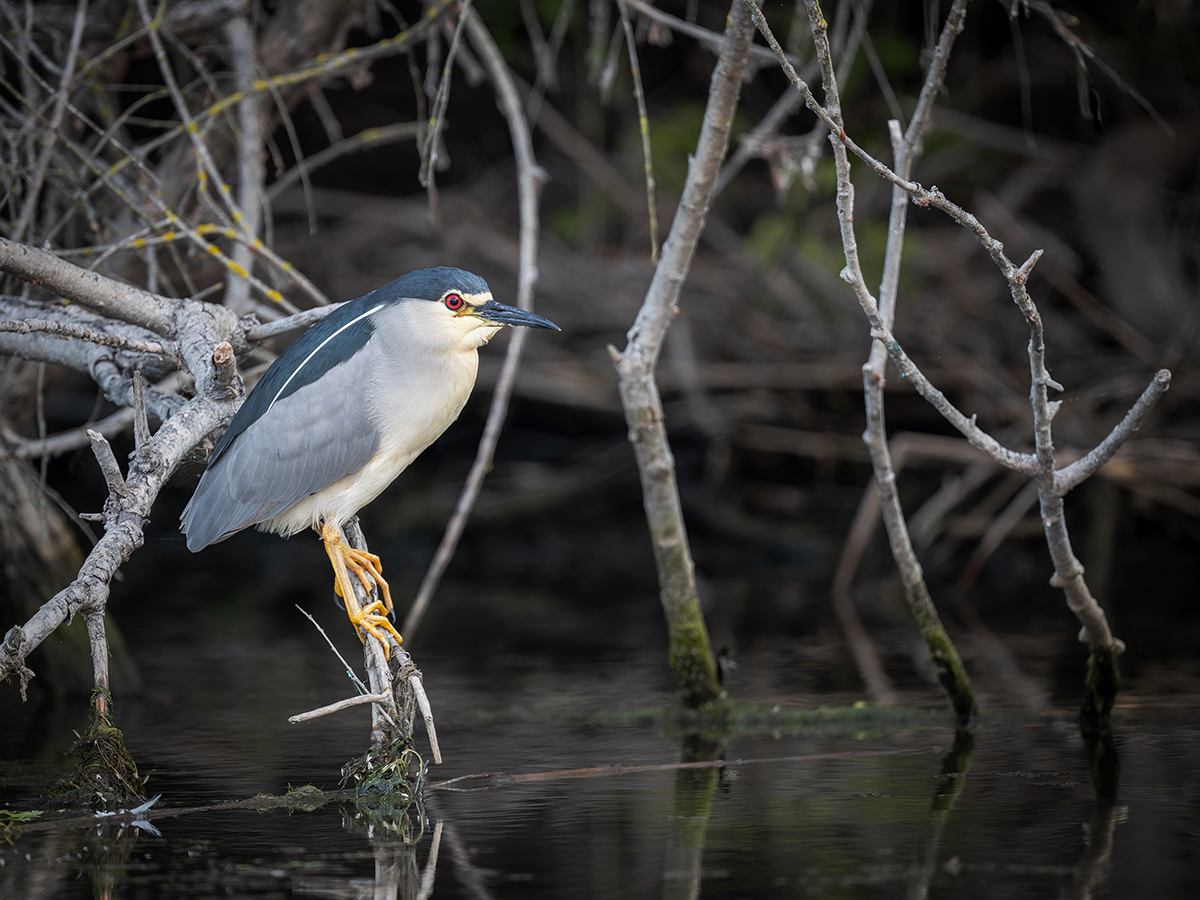 2025-06-14 021 Black-crowned Night Heron.jpg