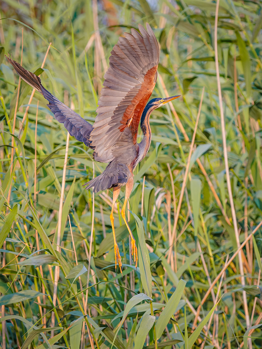 2025-06-14 026 Purple Heron in Flight.jpg