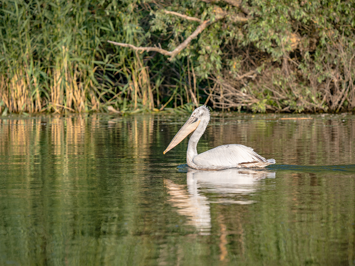 2025-06-14 028 Dalmatian Pelican.jpg