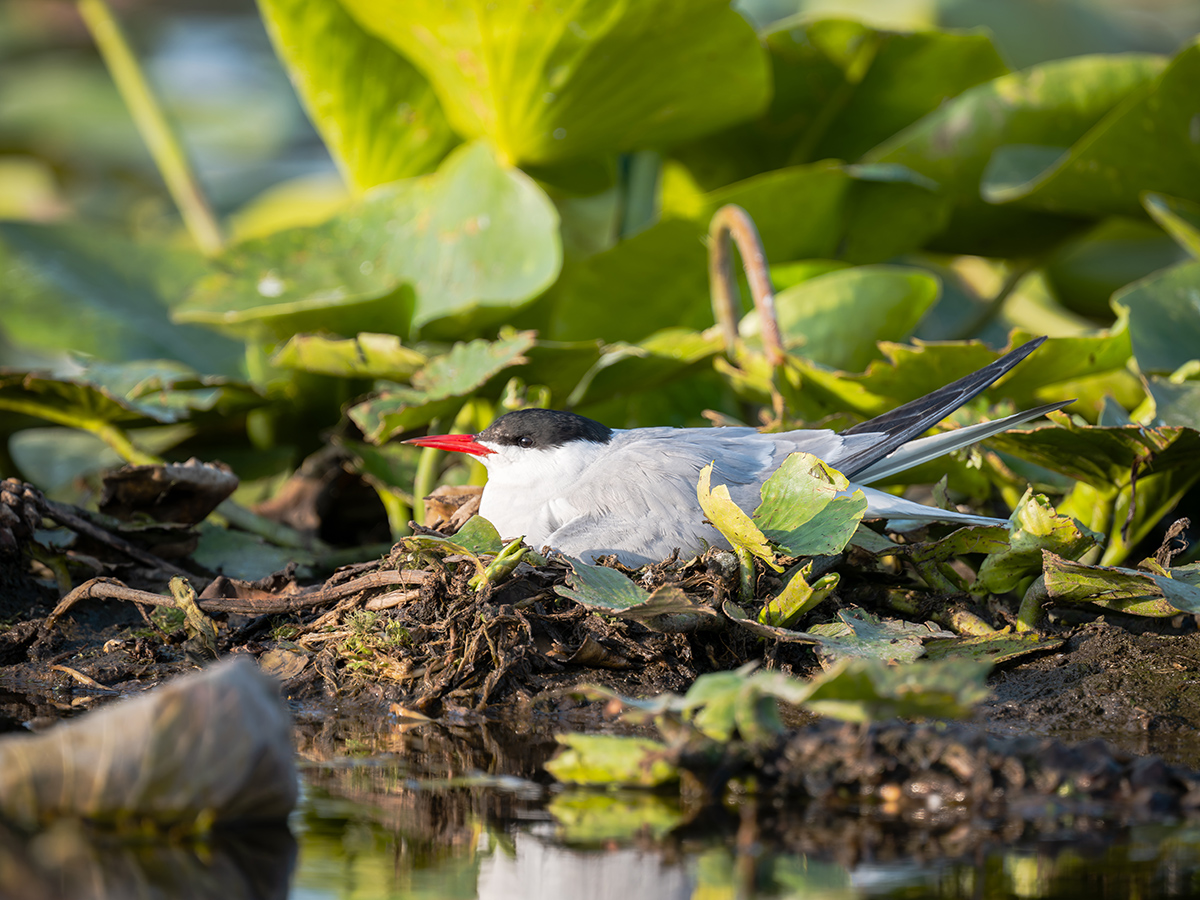 2025-06-14 031 Common Tern.jpg