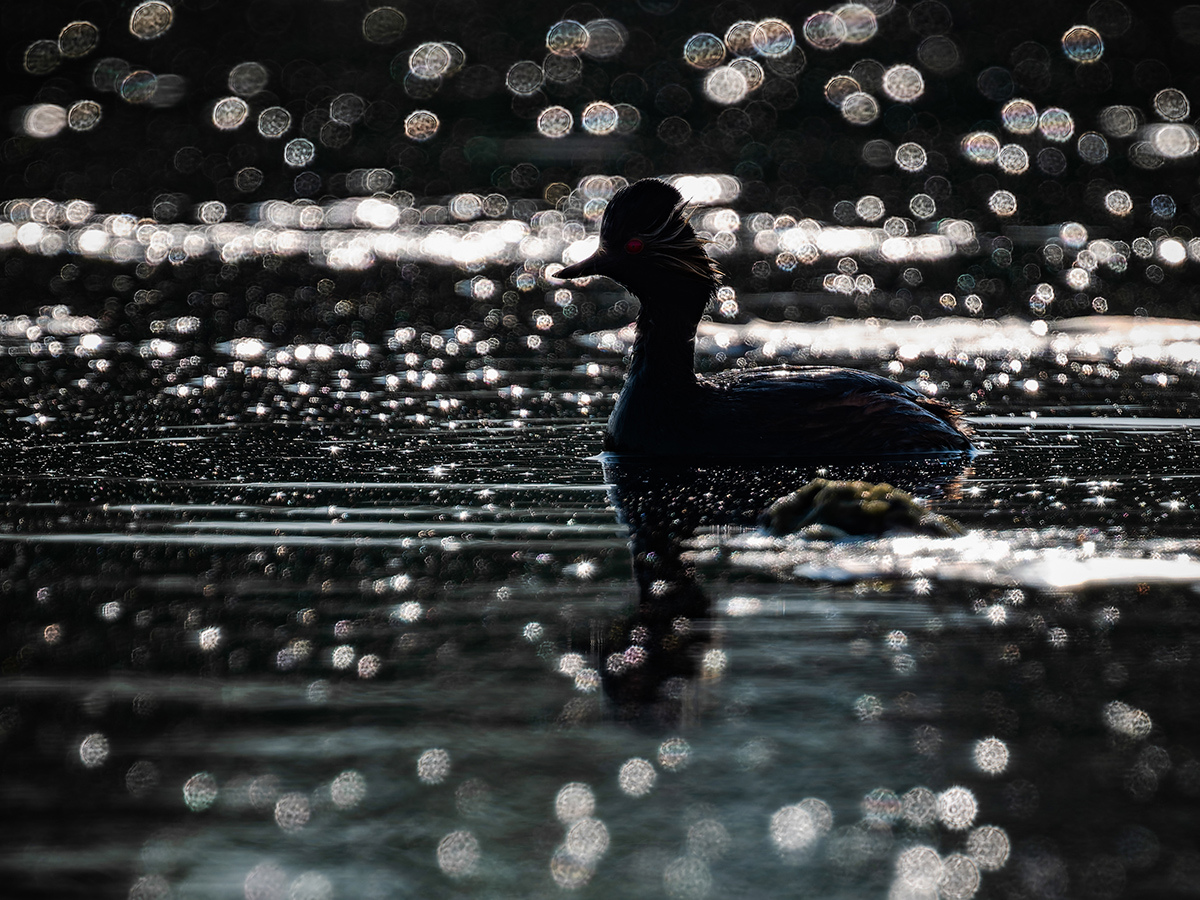 2025-06-14 049 Black-necked Grebe.jpg