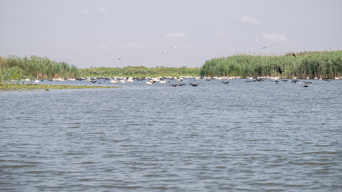 2025-06-14 090 Great Cormorants and Great White Pelicans Fishing.jpg