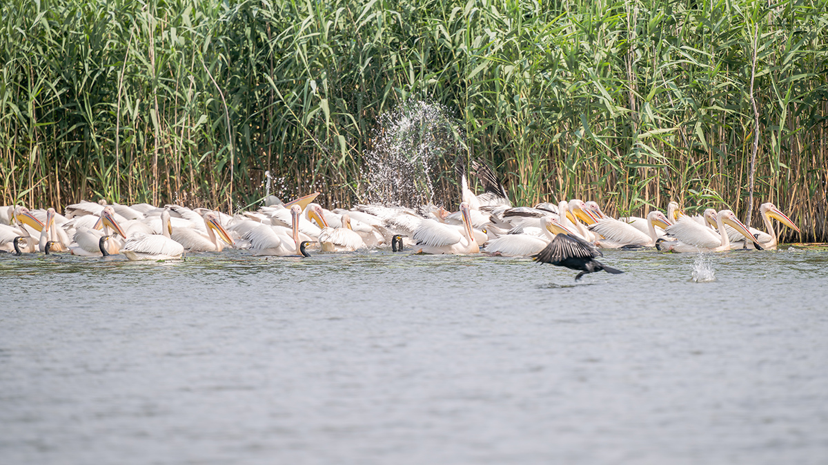 2025-06-14 091 Great Cormorants and Great White Pelicans Fishing.jpg