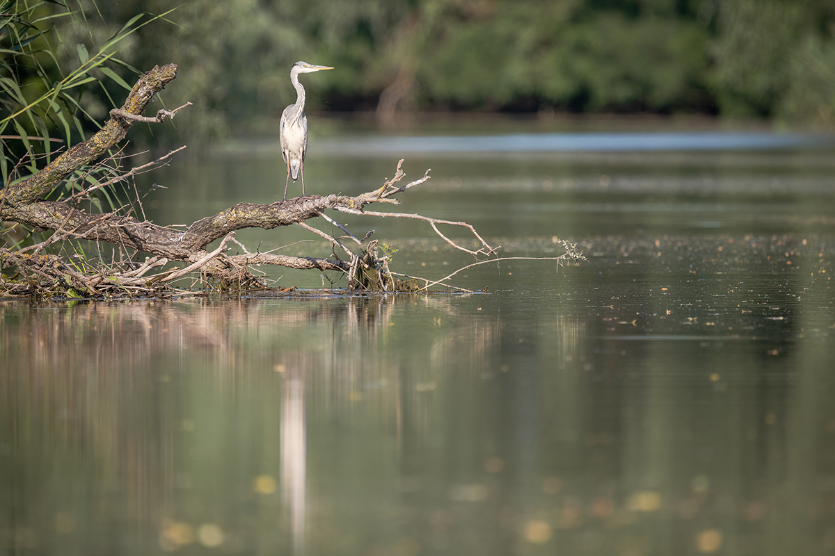 2025-06-14 097 Gray Heron.jpg