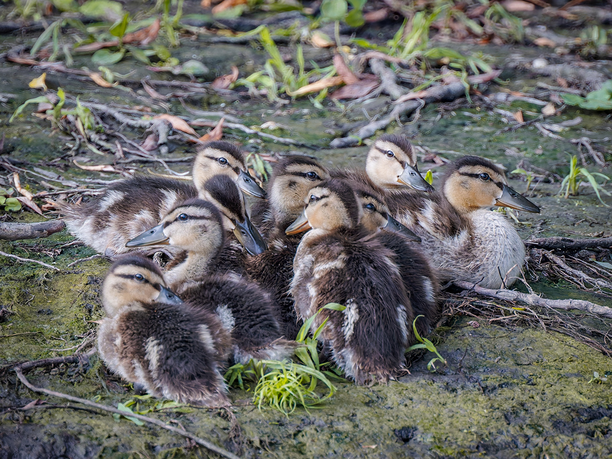 2025-06-14 105 Mallard Chicks.jpg