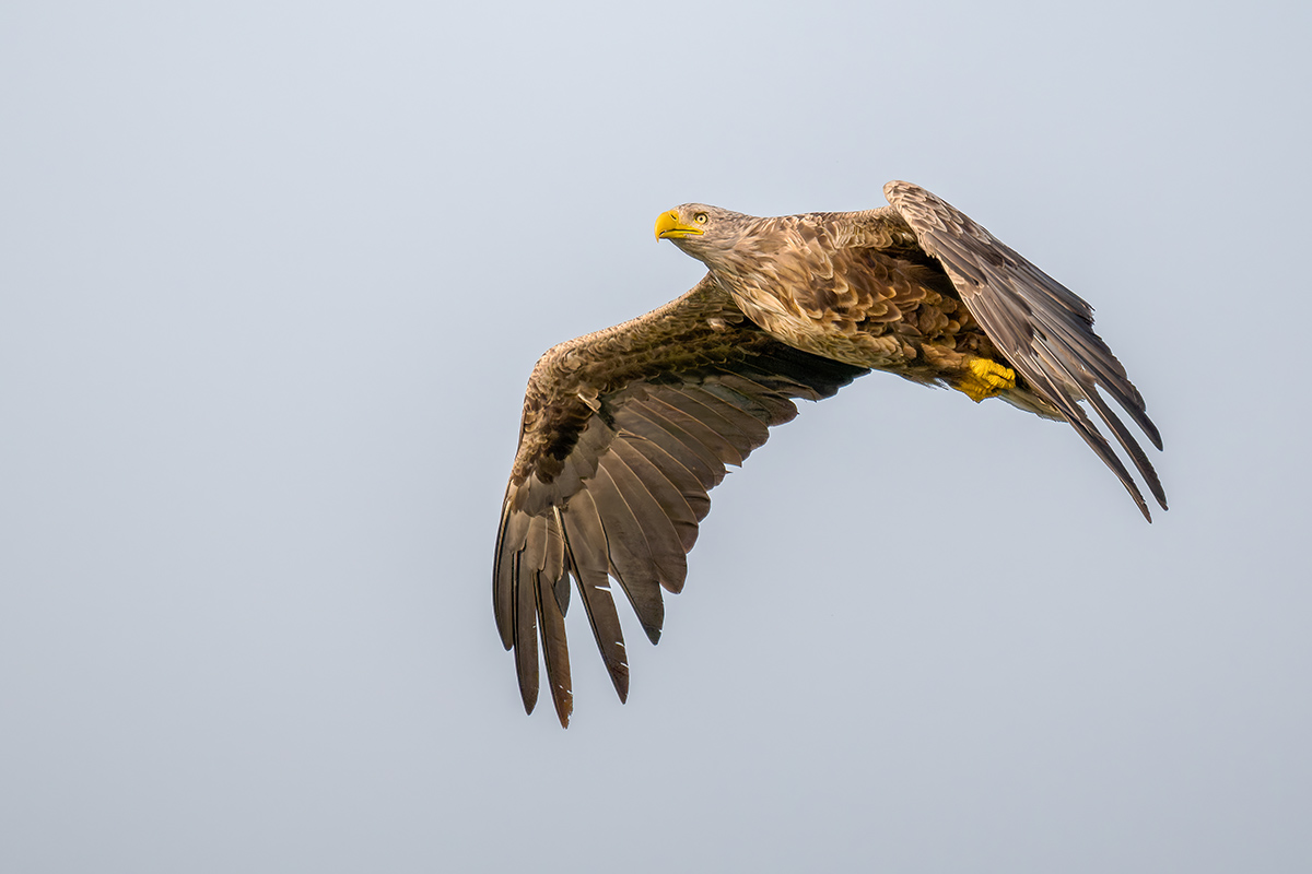 2025-06-14 110 White-tailed Eagle in Flight.jpg