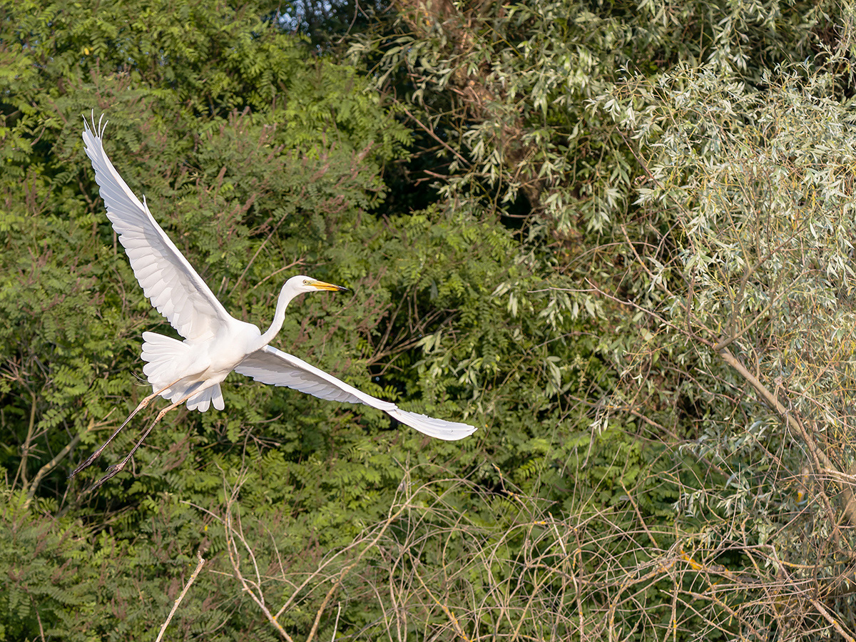 2025-06-14 113 Great Egret in Flight.jpg