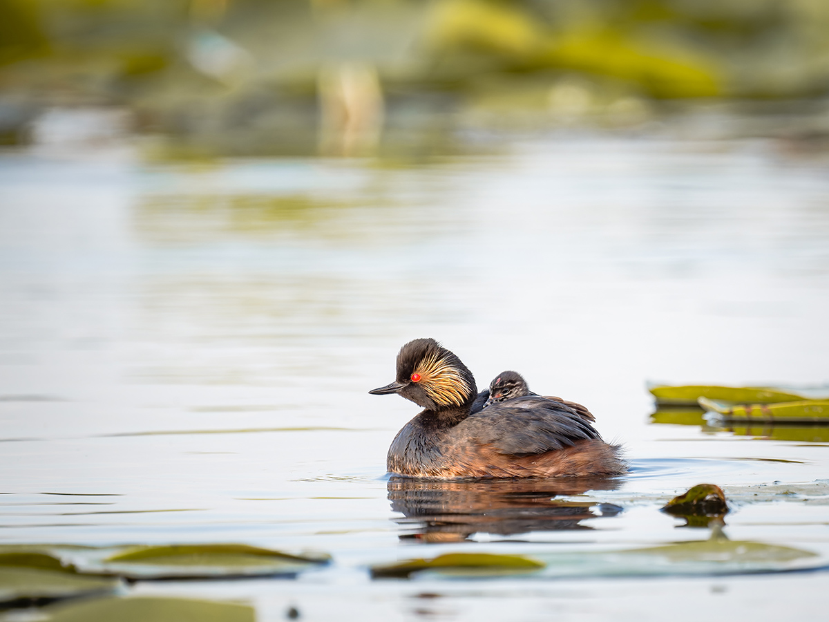 2025-06-14 120 Black-necked Grebe with Chick.jpg