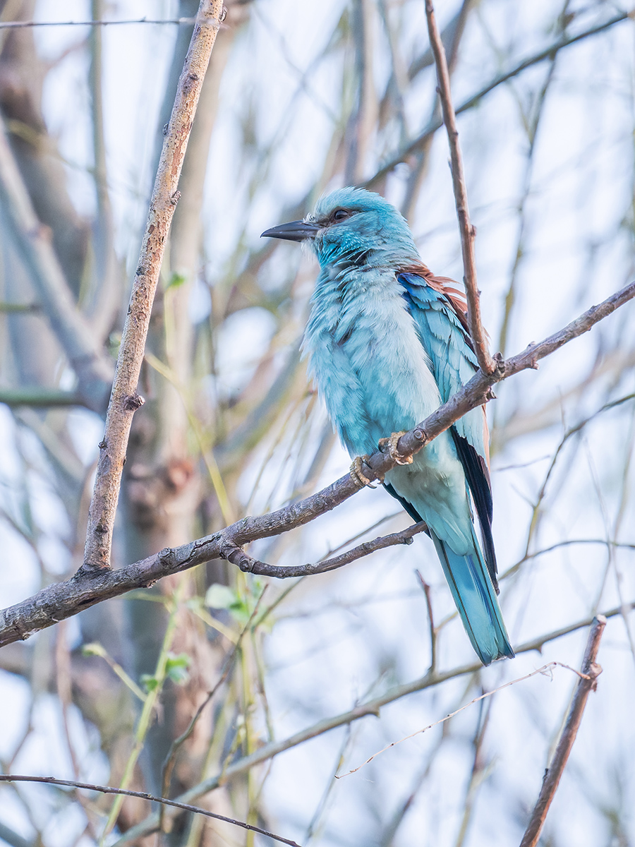 2025-06-15 001 European Roller.jpg