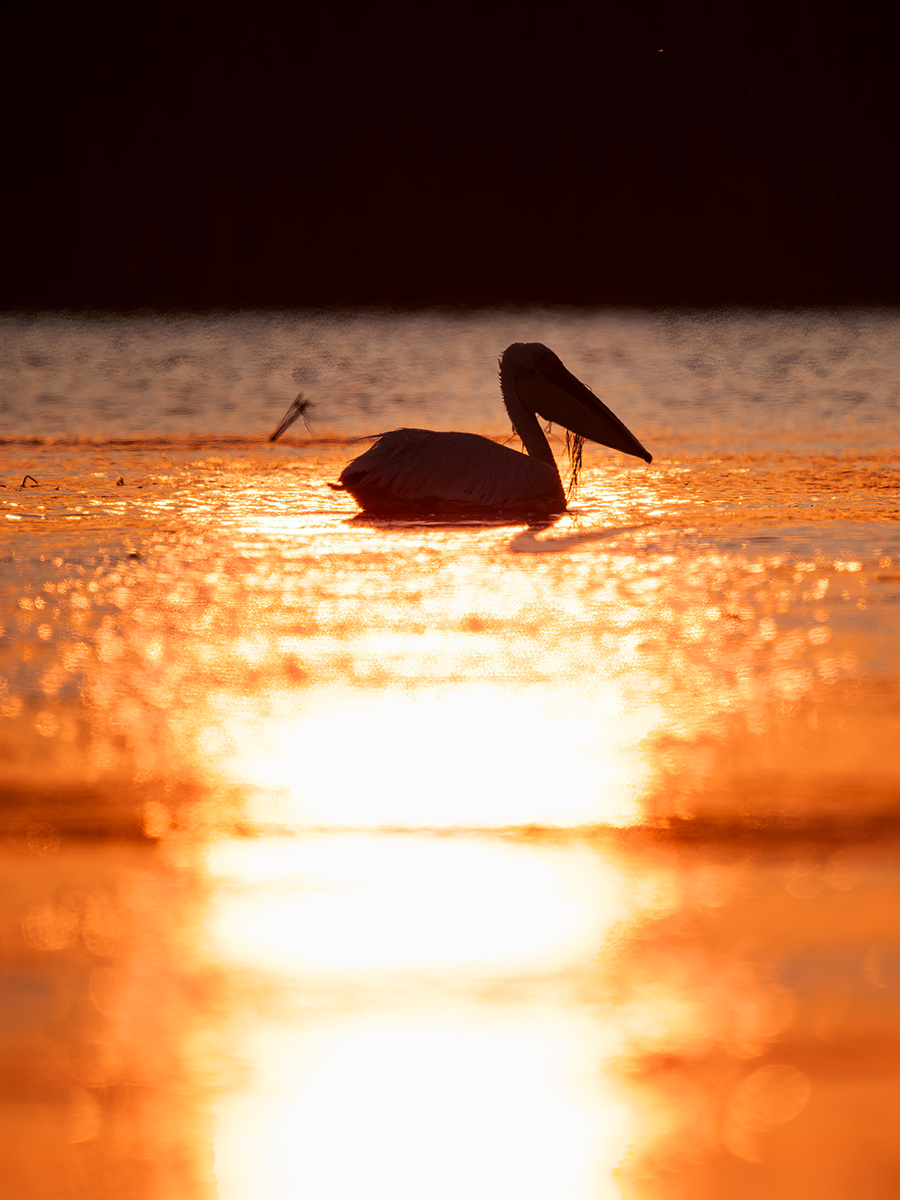 2025-06-15 004 Great White Pelican in Morning Light.jpg