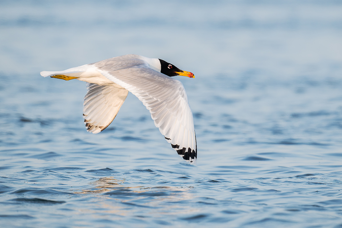 2025-06-15 021 Pallass Gull in Flight.jpg
