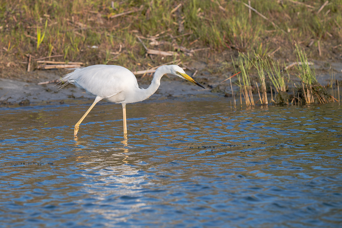 2025-06-15 024 Great Egret.jpg