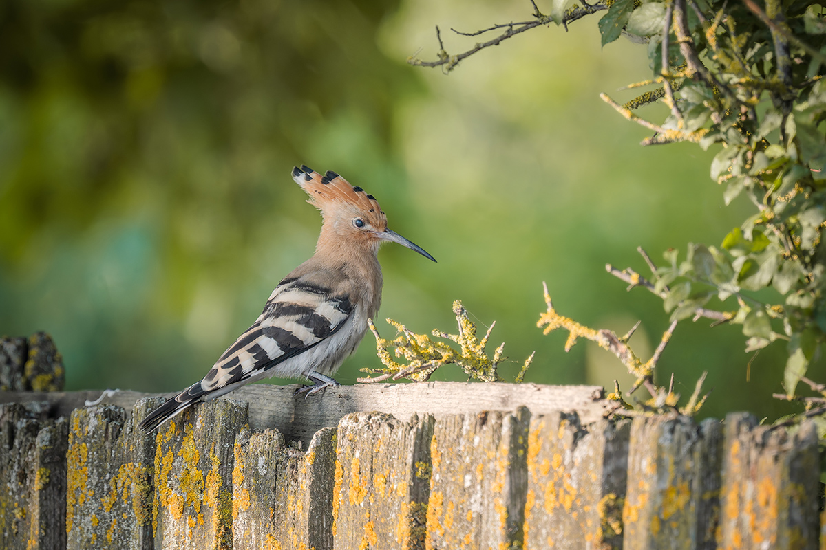 2025-06-15 027 Eurasian Hoopoe.jpg