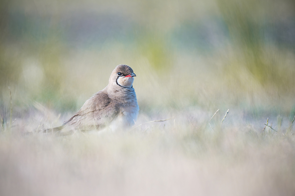 2025-06-15 037 Collared Pratincole.jpg