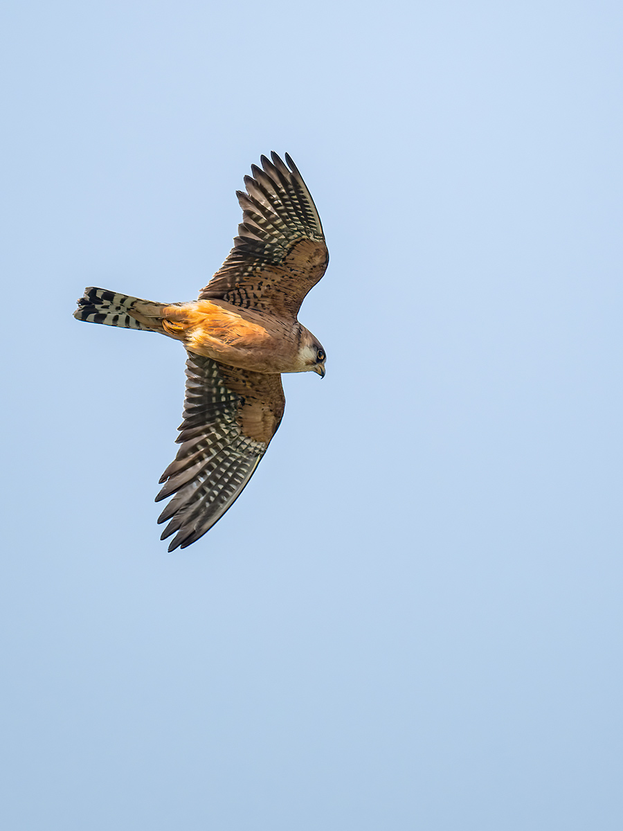 2025-06-15 046 Red-footed Falcon in Flight.jpg