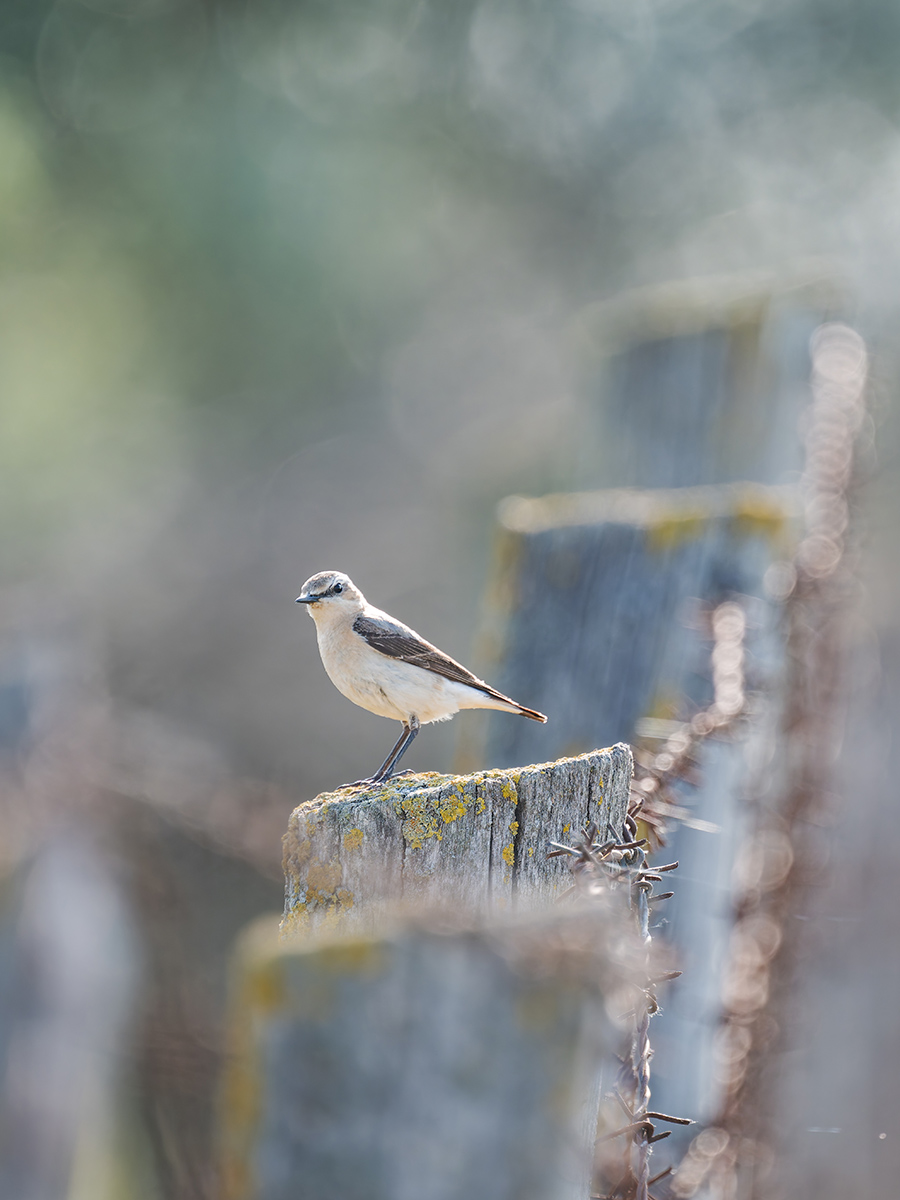 2025-06-15 048 Northern Wheatear.jpg