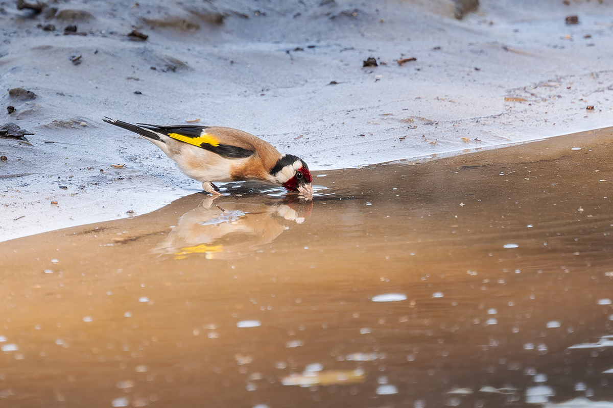 2025-06-15 053 European Goldfinch Drinking.jpg