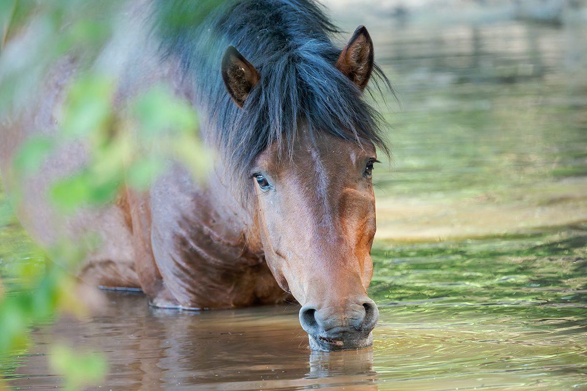 2025-06-15 054 Wild Horse Drinking.jpg