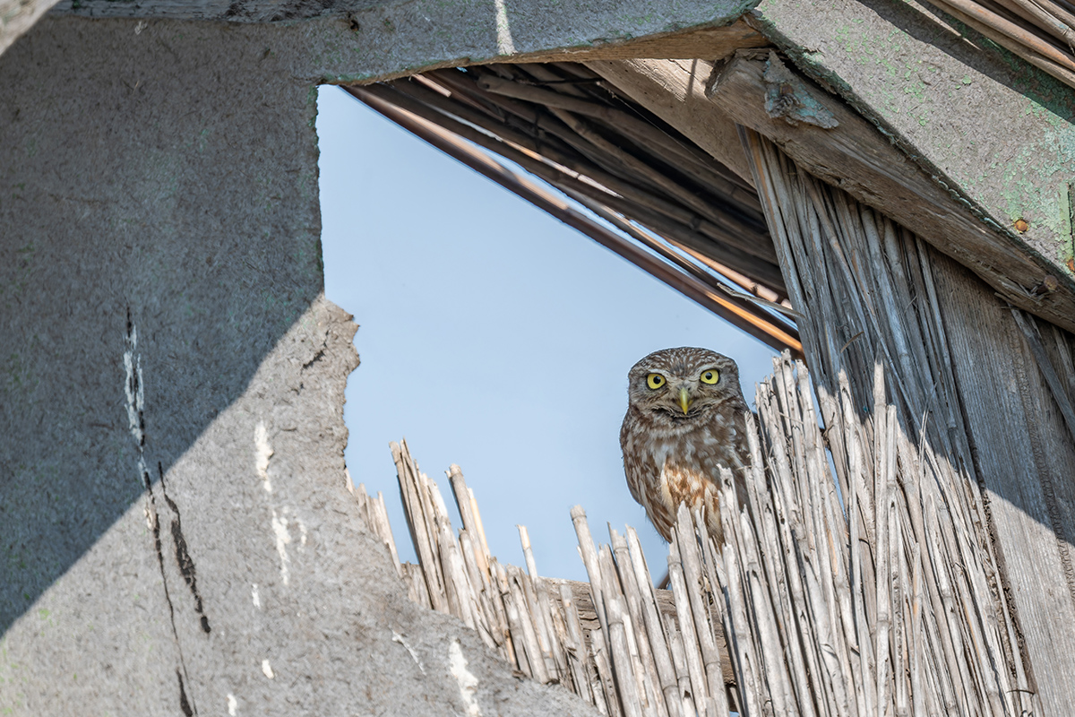 2025-06-15 066 Little Owl.jpg